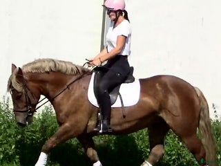 hästar The best Mother & Daughter horse, dressage/jumping i Örsundsbro - Annons 4