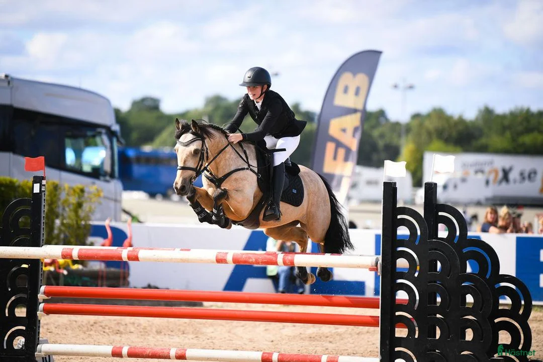 Hoppning hästar till salu: Killegar Cloonisle Hope - Diego - Annons 1