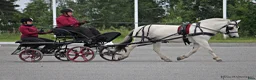 Allround hästar till salu: Stoföl f. 2026 e. Brijol - Annons 7