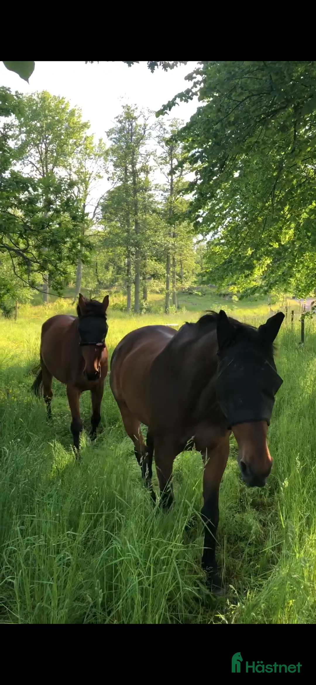  stallplats finnes: Fint privatstall Söderköping/Norrköping  i Norrköping - Annons 3