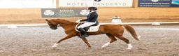 Dressyr hästar till salu: FEI-ponny med massor av ridglädje - Annons 1
