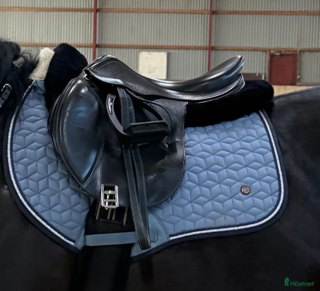 Sadlar hästutrustning till salu: Prestige Versailles hoppsadel 17”  - Annons 1