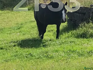 stallplats Sommarbete - Annons 19