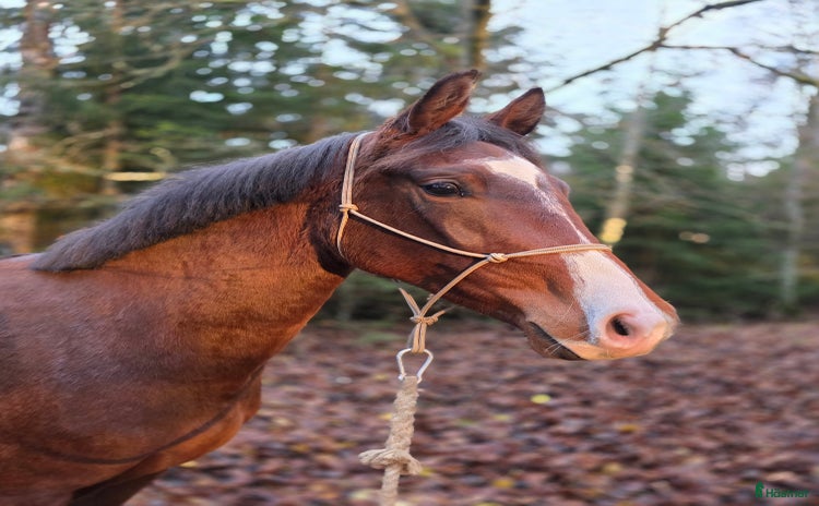  hästar Framtida tävlingshäst ur stark stostam! i Floby - Annons 12