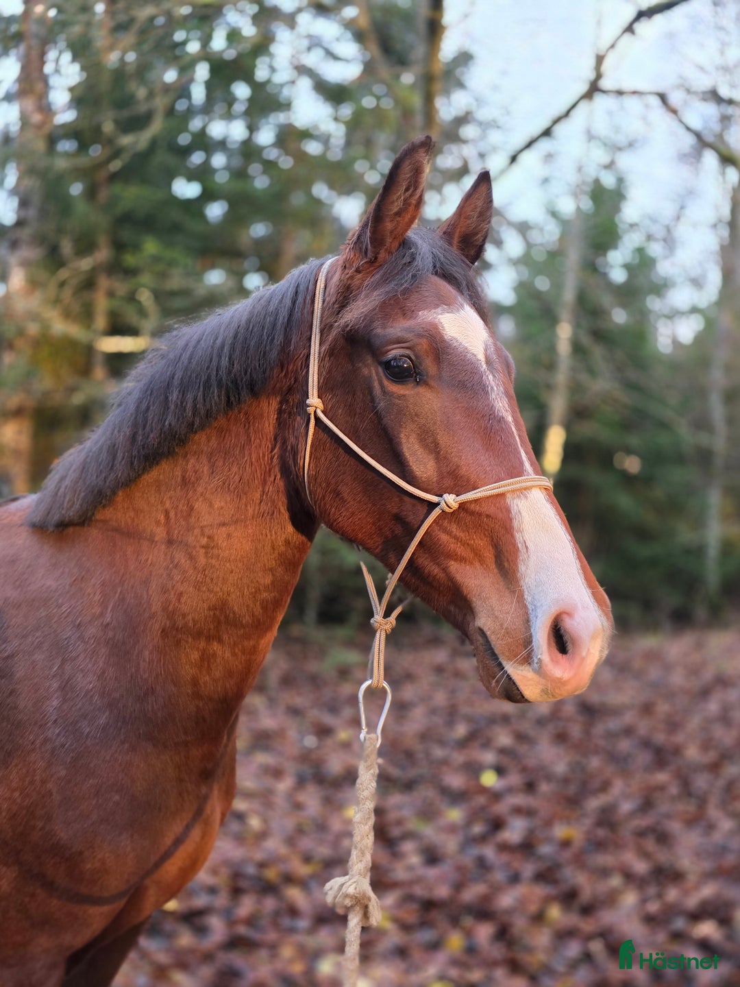 Hoppning hästar till salu: Framtida tävlingshäst ur stark stostam! i Floby - Annons 1