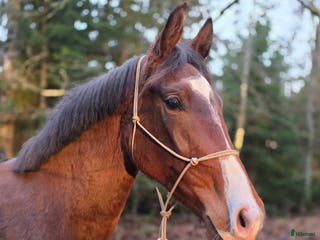 hästar Framtida tävlingshäst ur stark stostam! i Floby - Annons 7