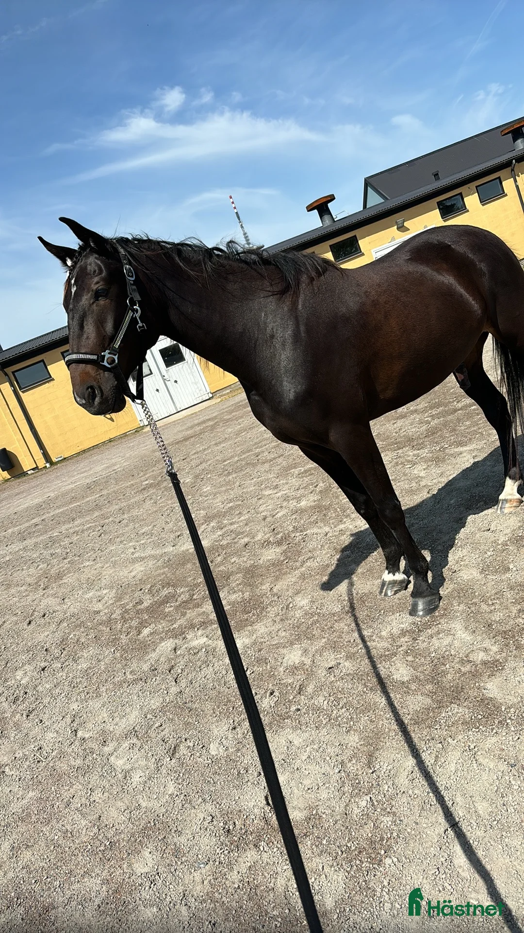 Allround hästar till salu: Toppen trevlig kille - Annons 3