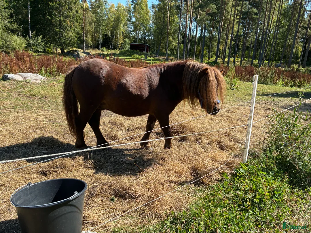 Övrigt hästar till salu: shetlands ponnyer - Annons 2