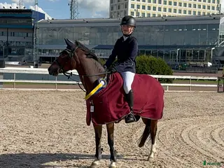 hästar B-ponny med kapacitet - Annons 1