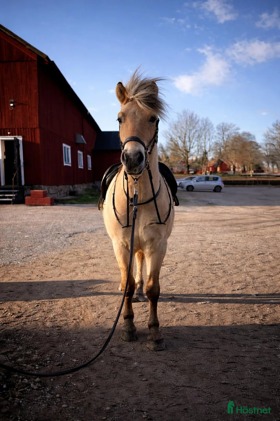 Allround hästar till salu: Pigg & framåt 4-åring i Sköllersta - Annons 2