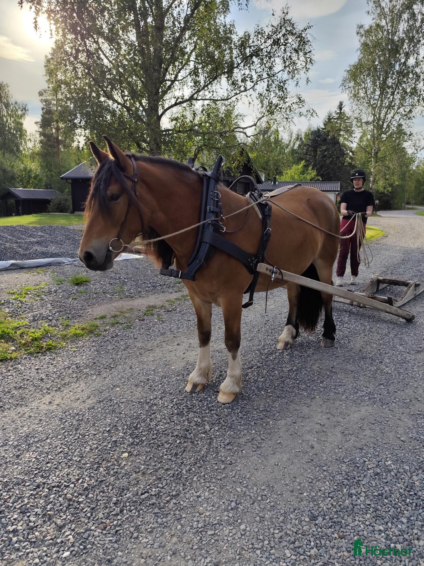  hästar Mysig Nordsvensk brukshäst valack - Annons 2