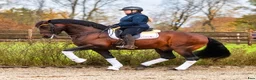 Dressyr hästar till salu: Grand Prix-häst & läromästare - Annons 1