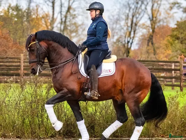 hästar till salu: Grand Prix-häst & läromästare - Annons 1