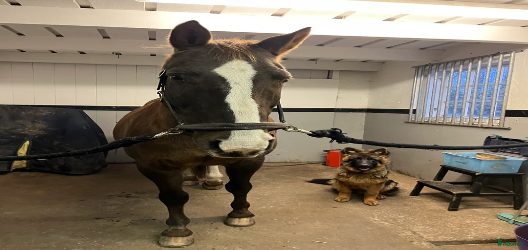 Galleribild {{count}}