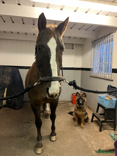 Galleribild {{count}}