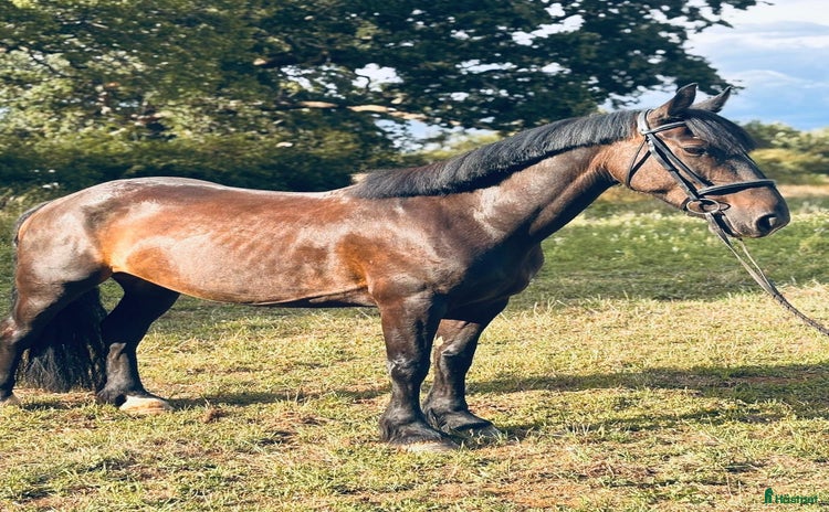  hästar i Valbo - Annons 2