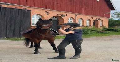  hästar i Kungsängen - Annons 7