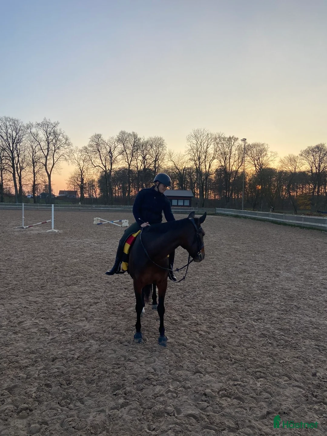 Allround hästar till salu: Snäll allround häst till salu i Vejbystrand - Annons 3