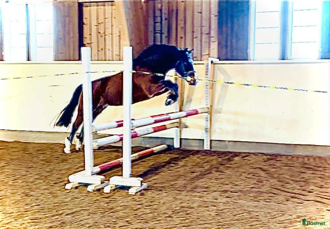 Allround hästar till salu: Oslipad diamant med fantastiskt temperament i Falköping - Annons 3