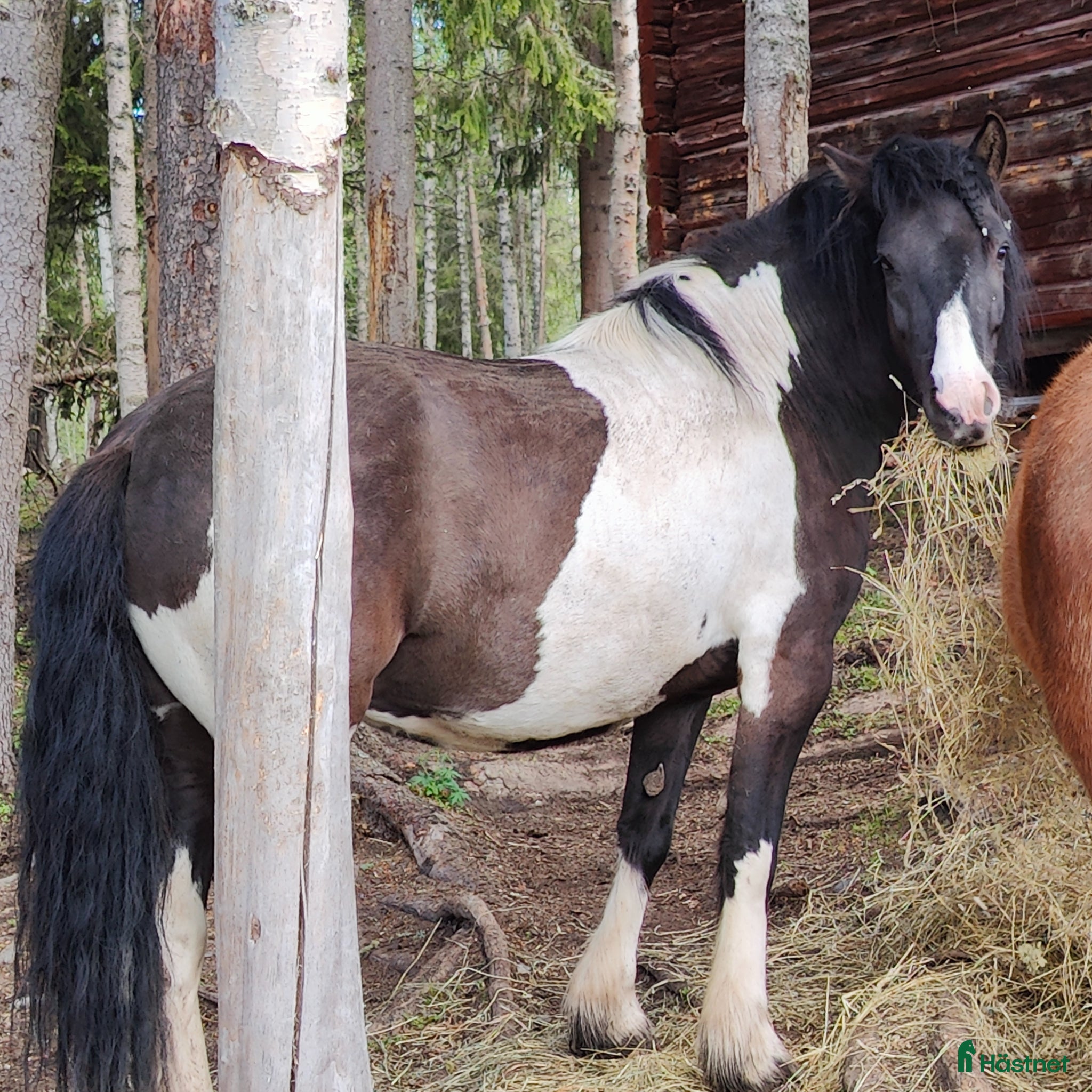  hästar Irish cob/konik söker fodervärd - Annons 2