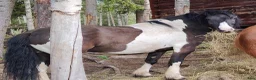 Allround hästar till salu: Irish cob/konik söker fodervärd - Annons 1