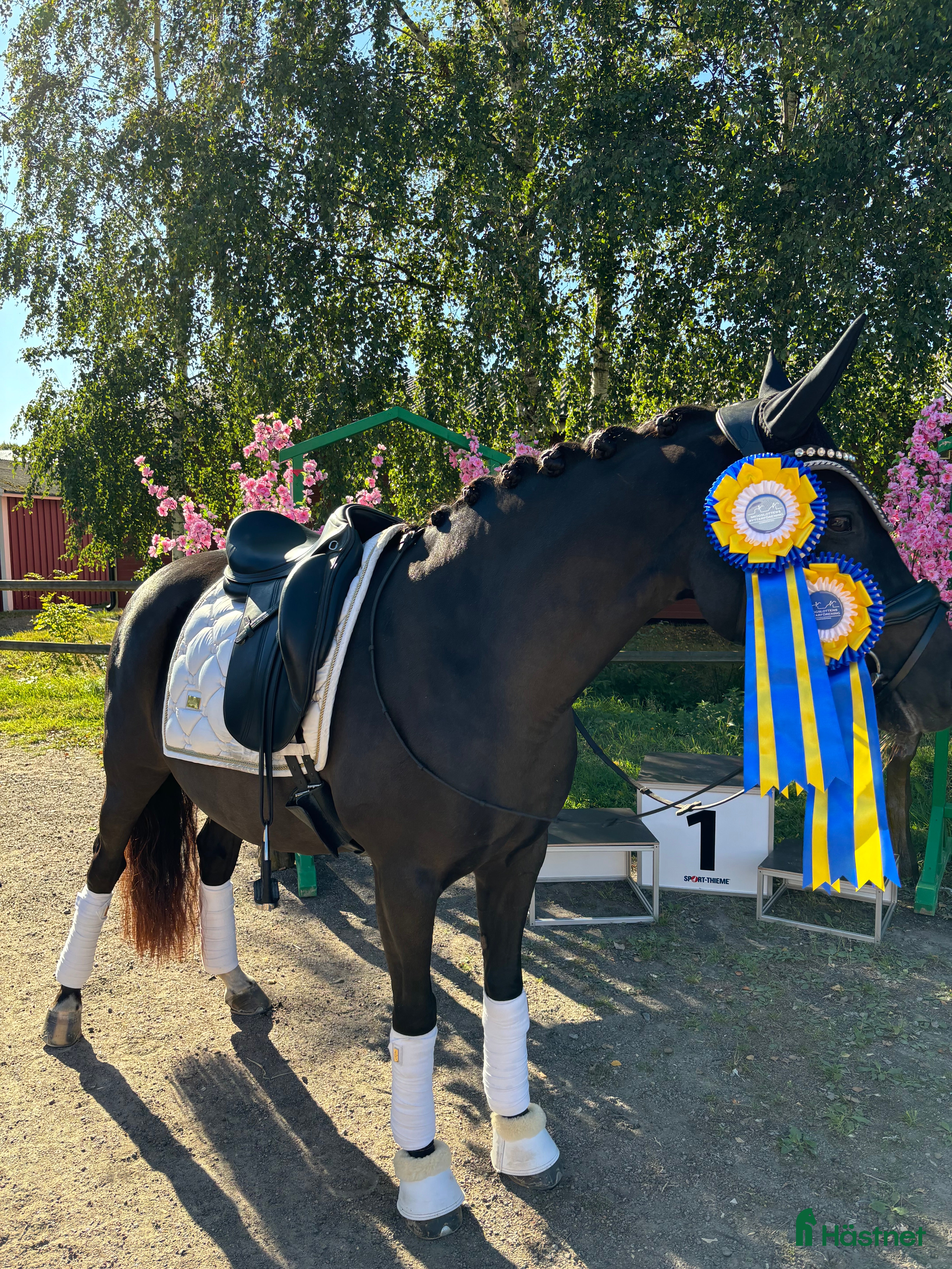  hästar Fantastisk ponny för toppsporten - Annons 9