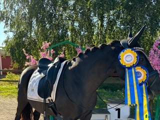 hästar Fantastisk ponny för toppsporten - Annons 7