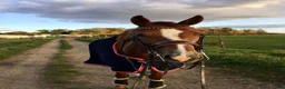 Sällskap hästar till salu: Fina Misty söker rätt hem🐴❤️ - Annons 2
