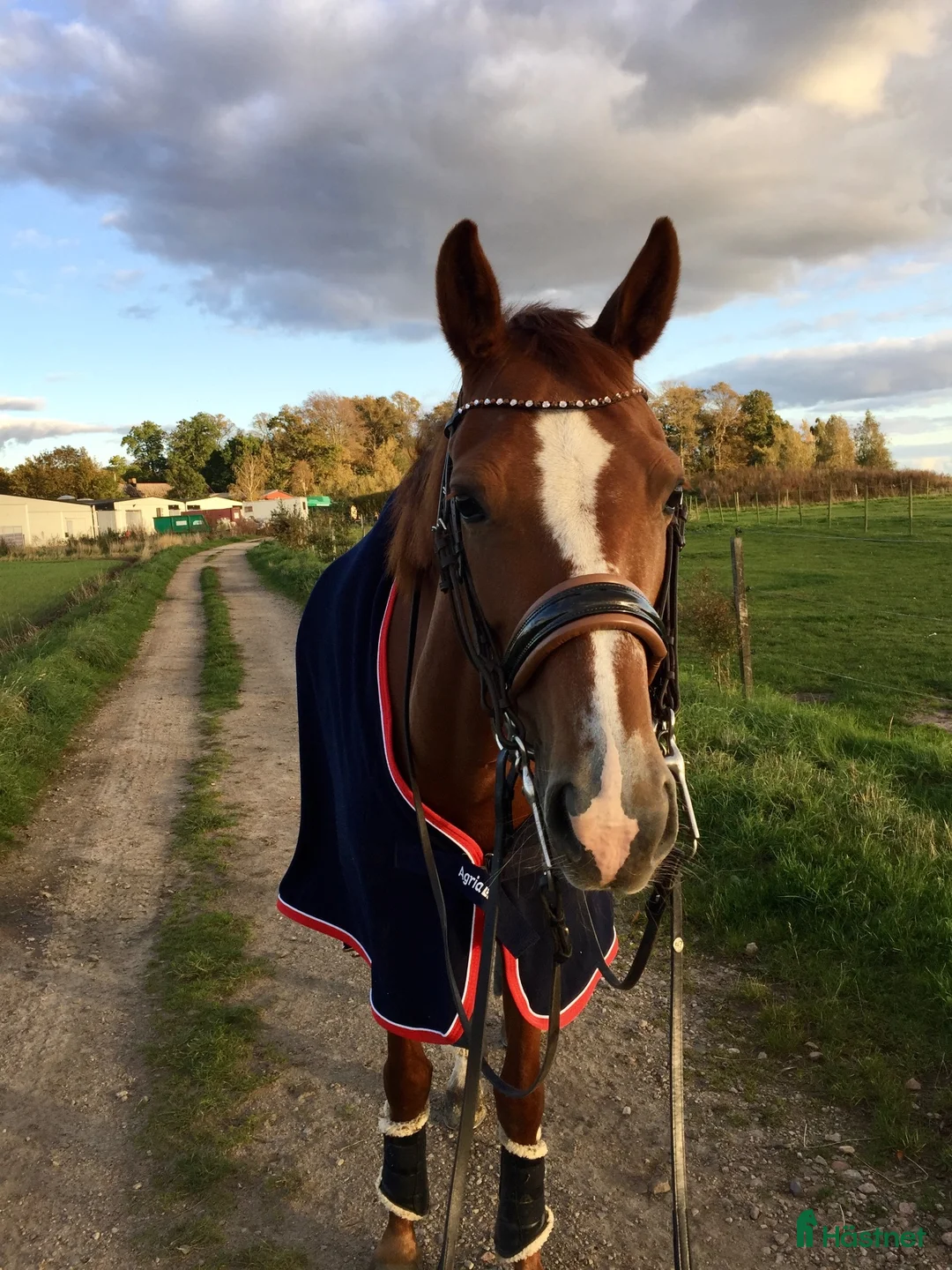 Sällskap hästar till salu: Fina Misty söker rätt hem🐴❤️ - Annons 2