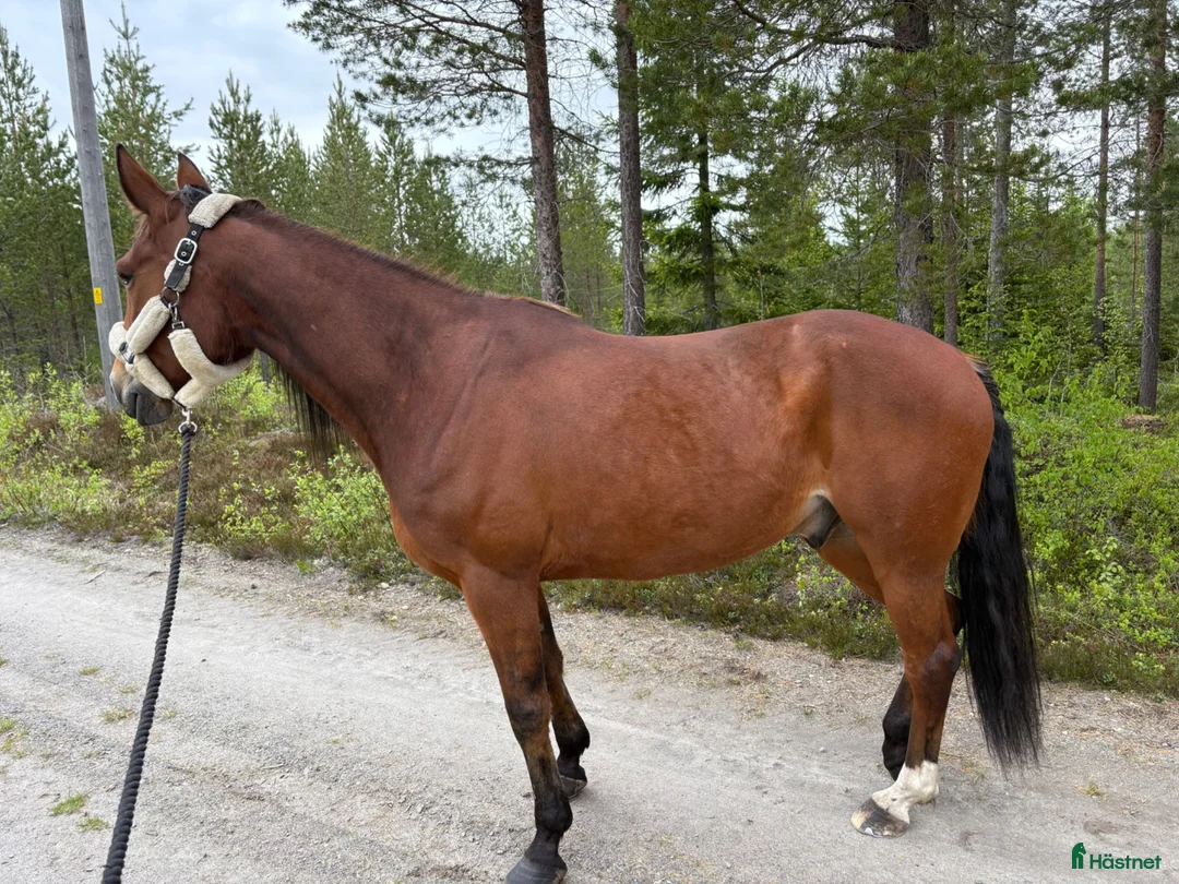  foderhäst finnes: Kärleksfullt hem sökes till skogsmulle! - Annons 4