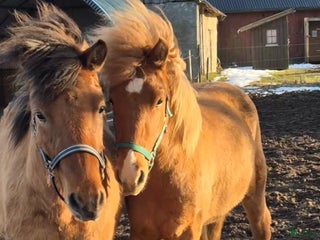 hästar i Falköping - Annons 17