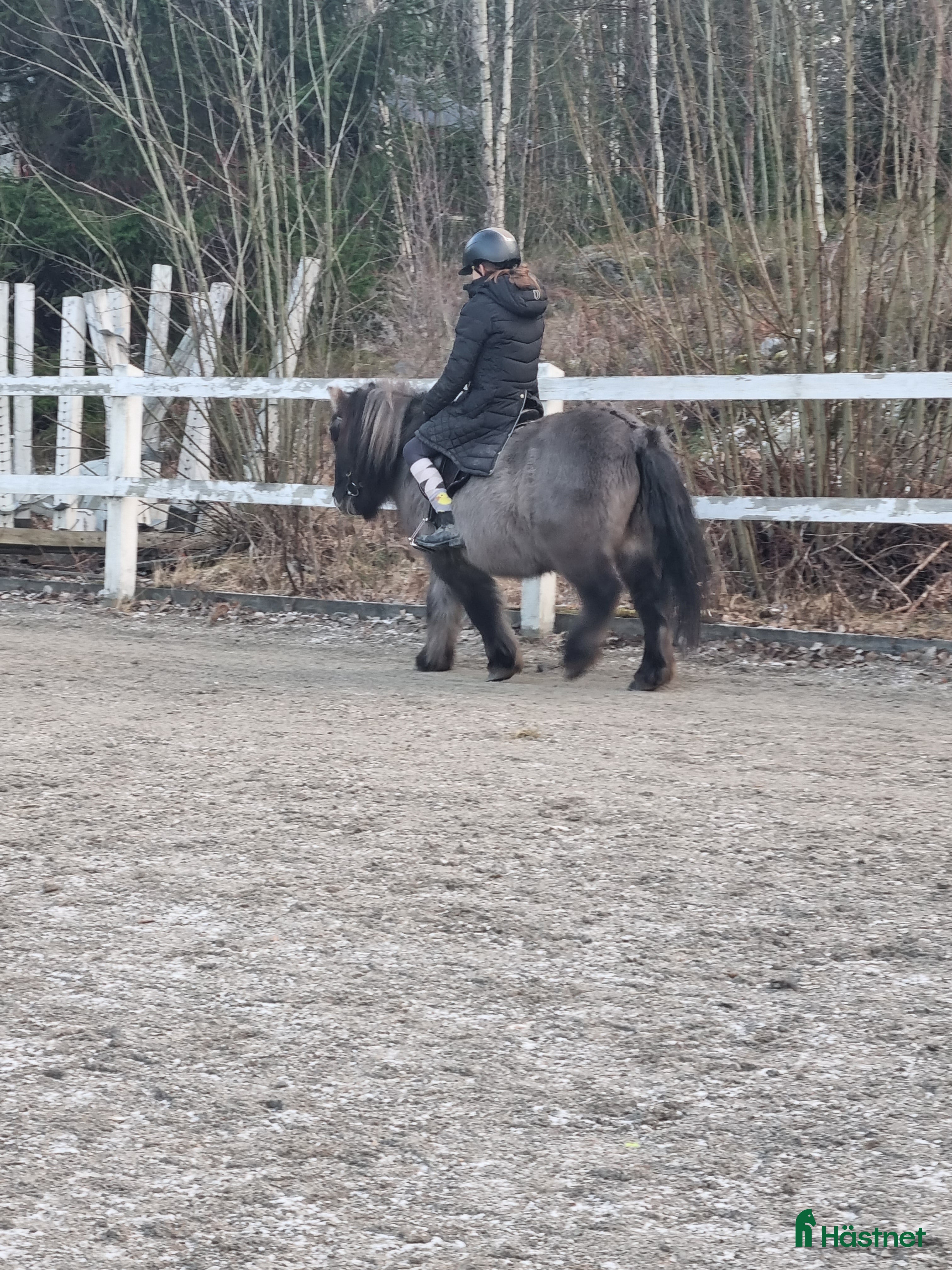  medryttarhäst finnes: Trygg B-ponny söker medryttare  i Södertälje - Annons 10