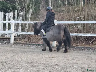 medryttarhäst finnes: Trygg B-ponny söker medryttare i Södertälje - Annons 10
