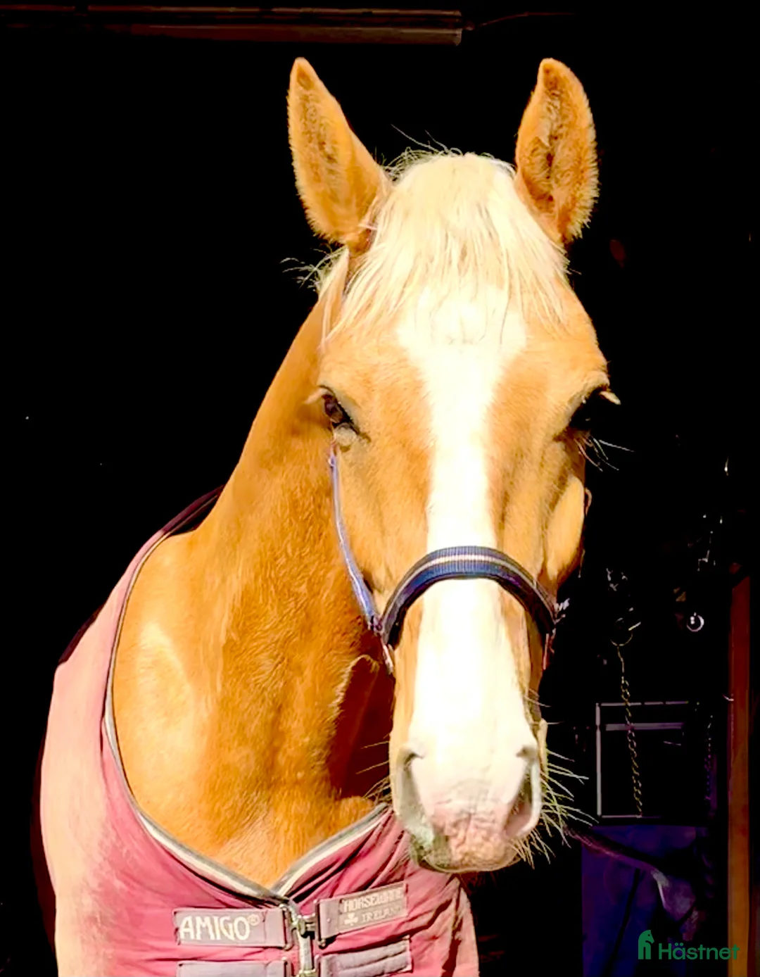 Allround hästar till salu: Vackraste hästen i stallet  - Annons 4