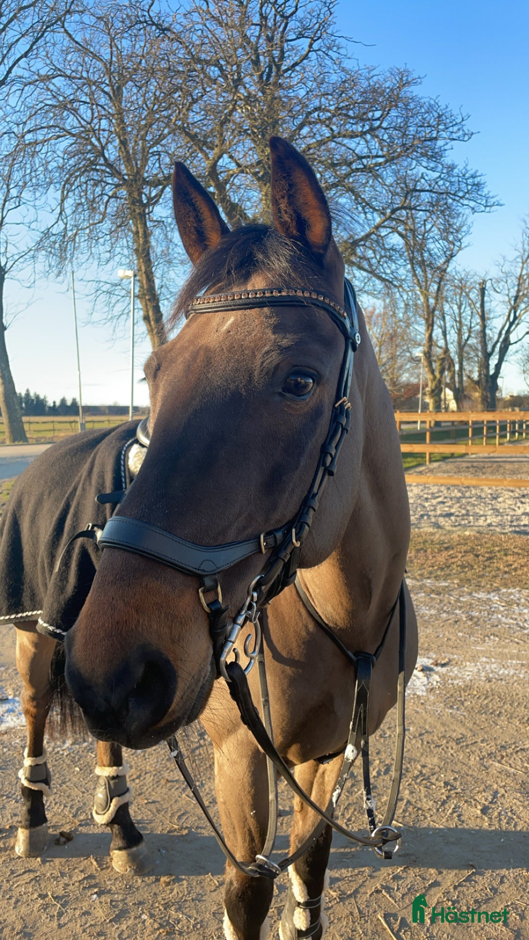 Allround hästar till salu: Fantastisk D-ponny till salu i Bankeryd - Annons 1