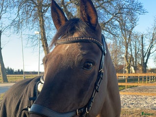 Allround hästar till salu: Fantastisk D-ponny till salu i Bankeryd - Annons 1