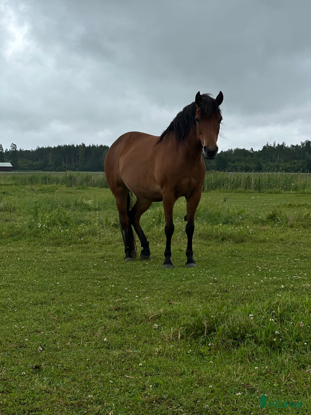 Allround hästar till salu: Trevligt sto söker föralltid hem i Östervåla - Bild 9