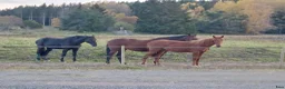  stallplats finnes: Lösdrift fölston unghästar Vallentuna - Annons 5