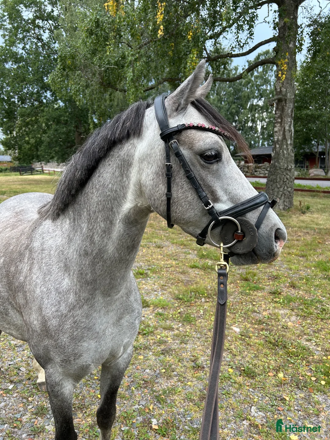  foderhäst finnes: Maxad B-ponny i Kalmar - Annons 1