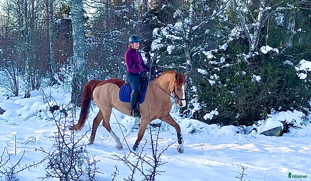 Fälttävlan hästar sökes: Söker häst för träning och tävling  i Holmsjö - Annons 2