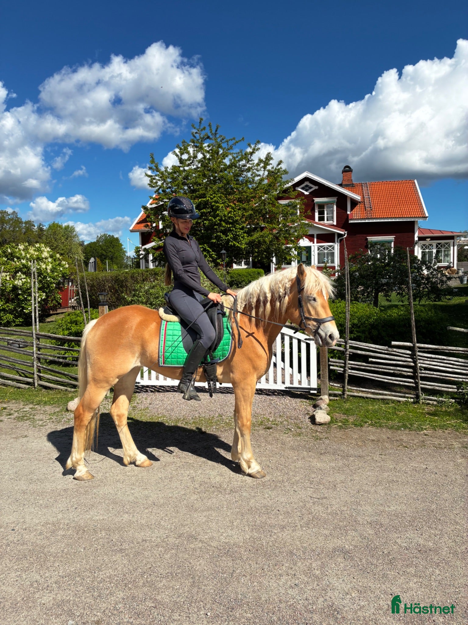 hästar En på miljonen! Tjej att forma själv  - Annons 15