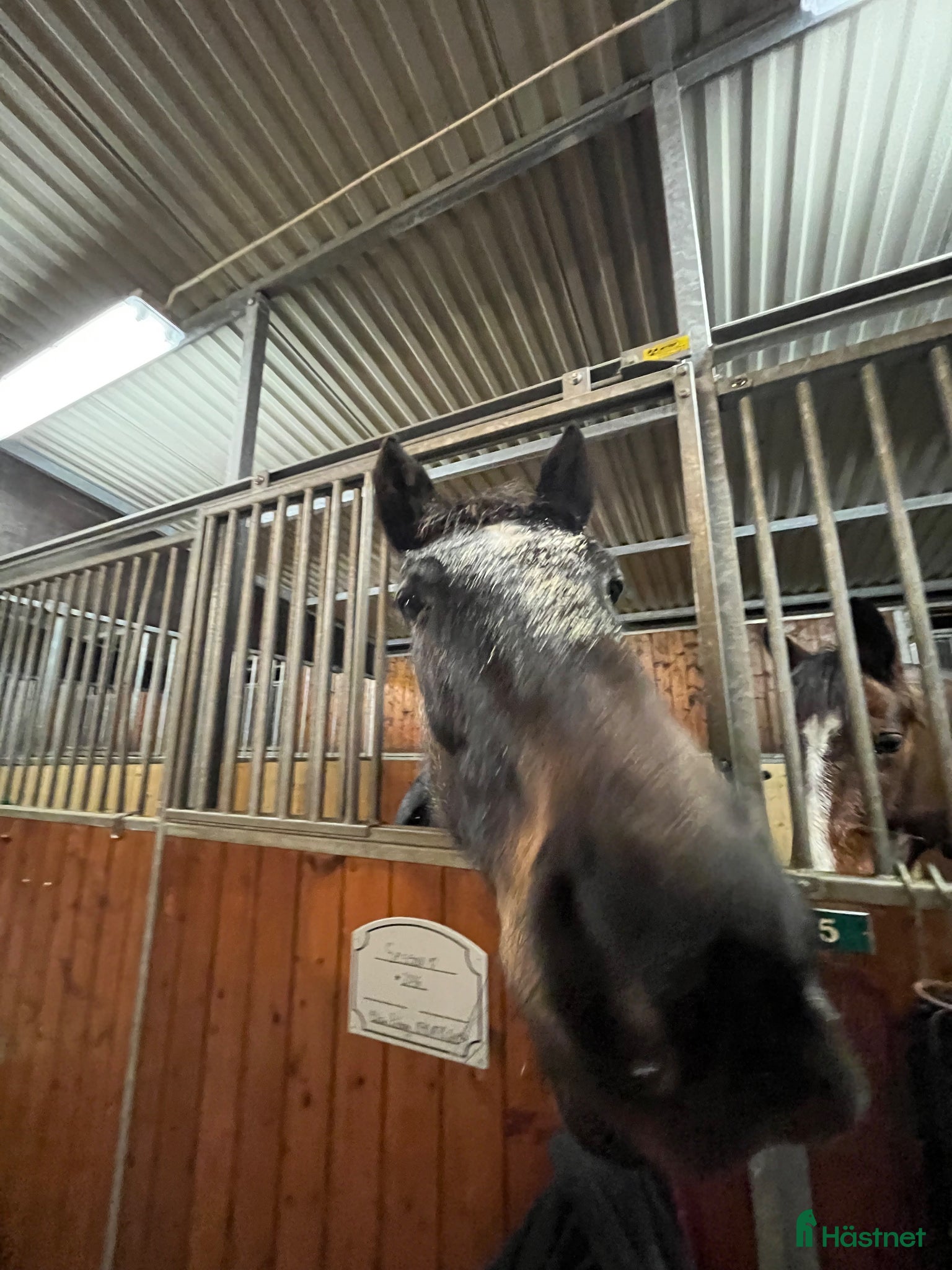  hästar Hvggg - Annons 4