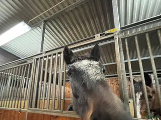 hästar Hvggg - Annons 4