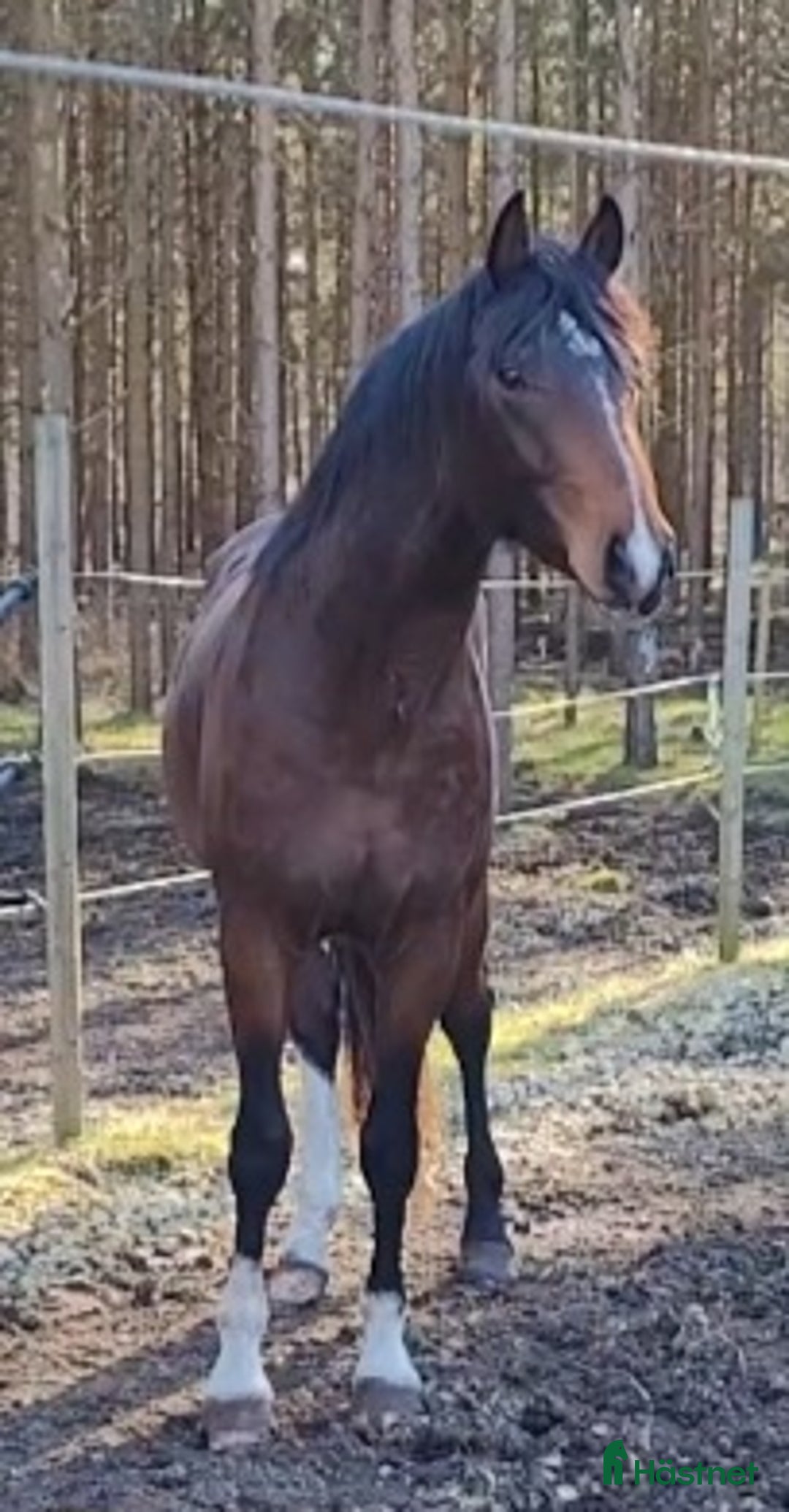 Allround hästar till salu: Vacker högrest hingst i Hemse - Annons 5