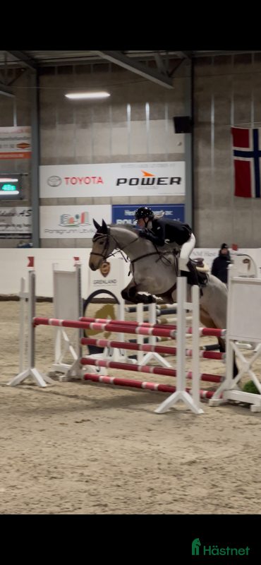  hästar Nydelig og snill ponni søker godt hjem - Annons 3