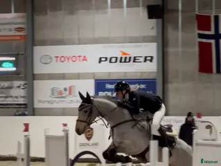 hästar Nydelig og snill ponni søker godt hjem - Annons 3