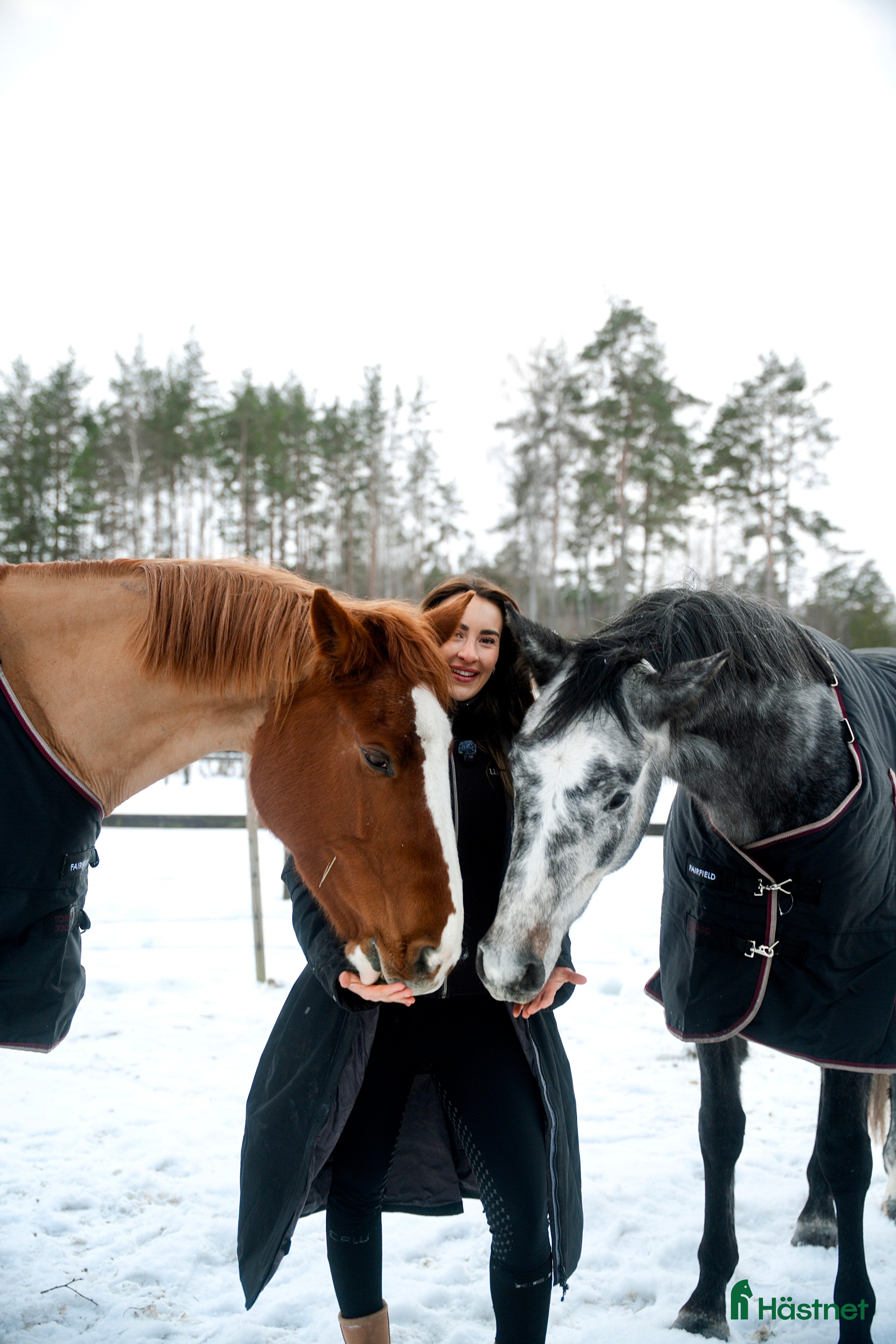  medryttarhäst finnes: Medhjälpare sökes till två unga hästar! Ej ridning i Grillby - Annons 18