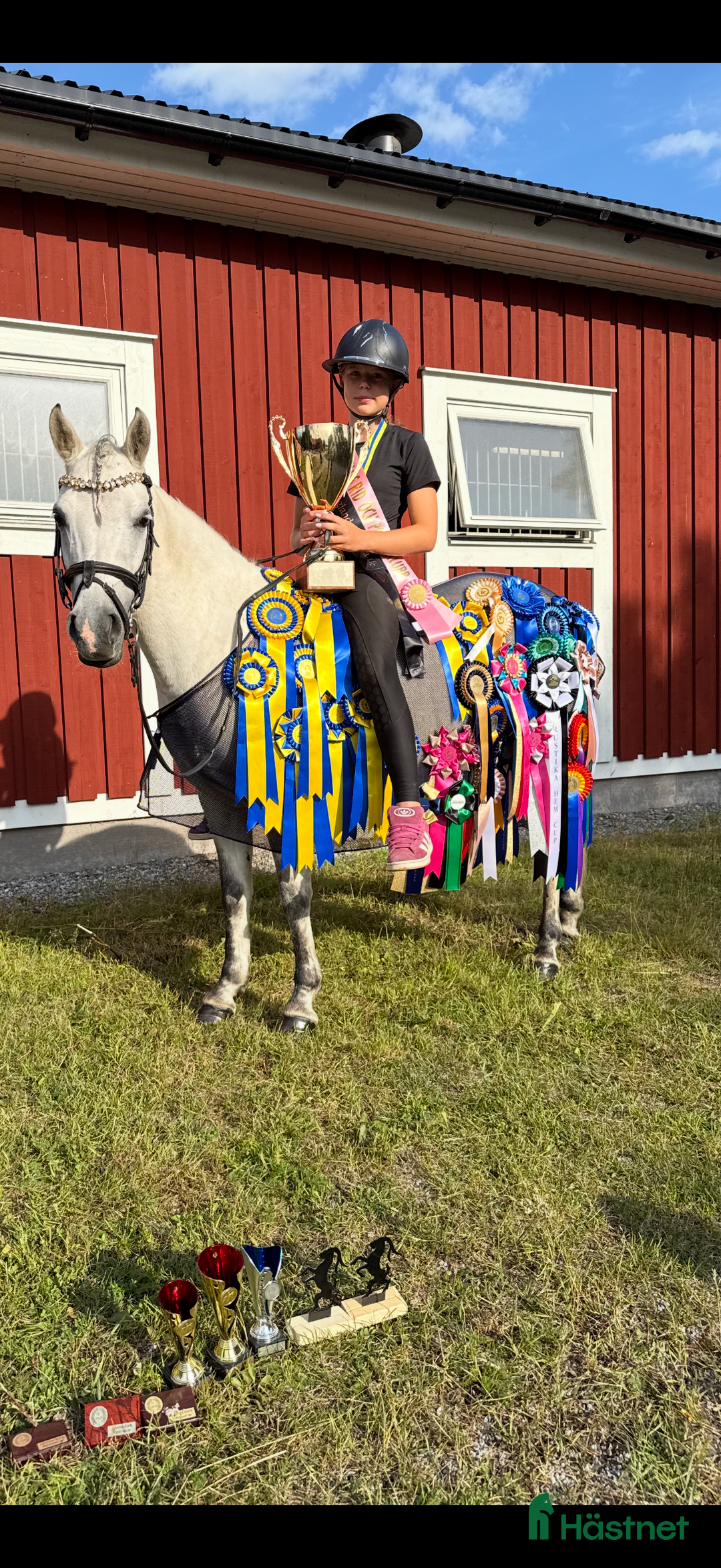 Dressyr hästar till salu: Vacker och personlig C-ponny söker sitt nästa hem i Hudiksvall - Annons 2