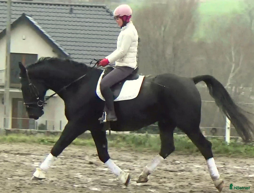 Allround hästar till salu: Fantastic Silesian horse for Christmas time i Örsundsbro - Annons 13