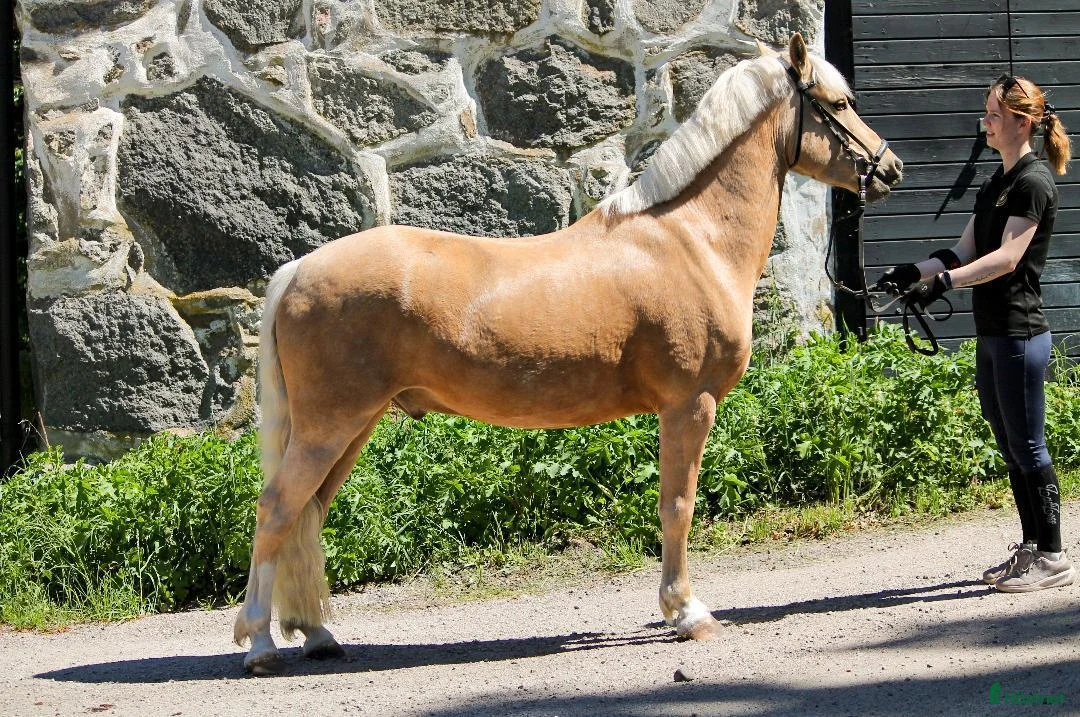 Allround hästar till salu: Fin ponny för valfri gren - Annons 2